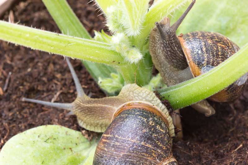 असे गोगलगाय नियंत्रण करा करा. गोगलगाईचे नियंत्रण. snail control.